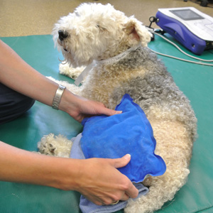 Canine Rehab Center | Heat Therapy