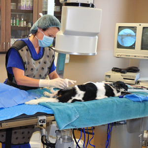 Canine Rehab Center | Joint Injection
