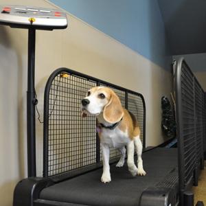 Canine Rehab Center | Land Treadmill