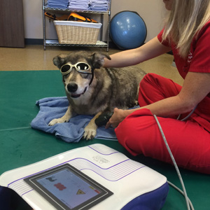 Canine Rehab Center |Laser Therapy