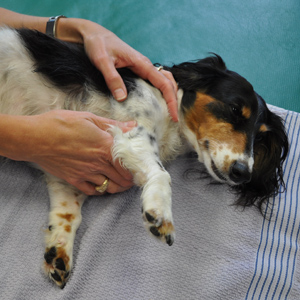 Canine Rehab Center | Massage