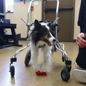 Canine Rehab Center | Mobility Aides