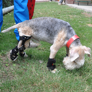 Canine Rehab Center | Mobility Aides