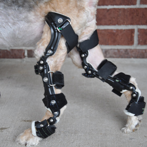 Canine Rehab Center | Mobility Aides