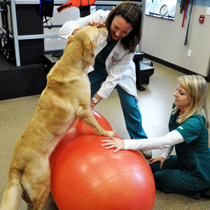 Canine Rehab Center | Theraputic Exercies