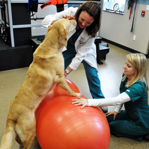 Canine Rehab Center | Therapeutic Exercies