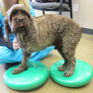 Canine Rehab Center | Therapeutic Exercies
