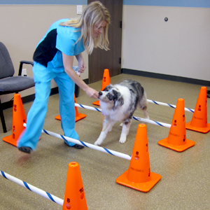 Canine Rehab Center | Therapeutic Exercies