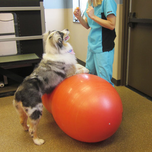 Canine Rehab Center | Therapeutic Exercies