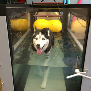 Canine Rehab Center | Underwater Treadmill